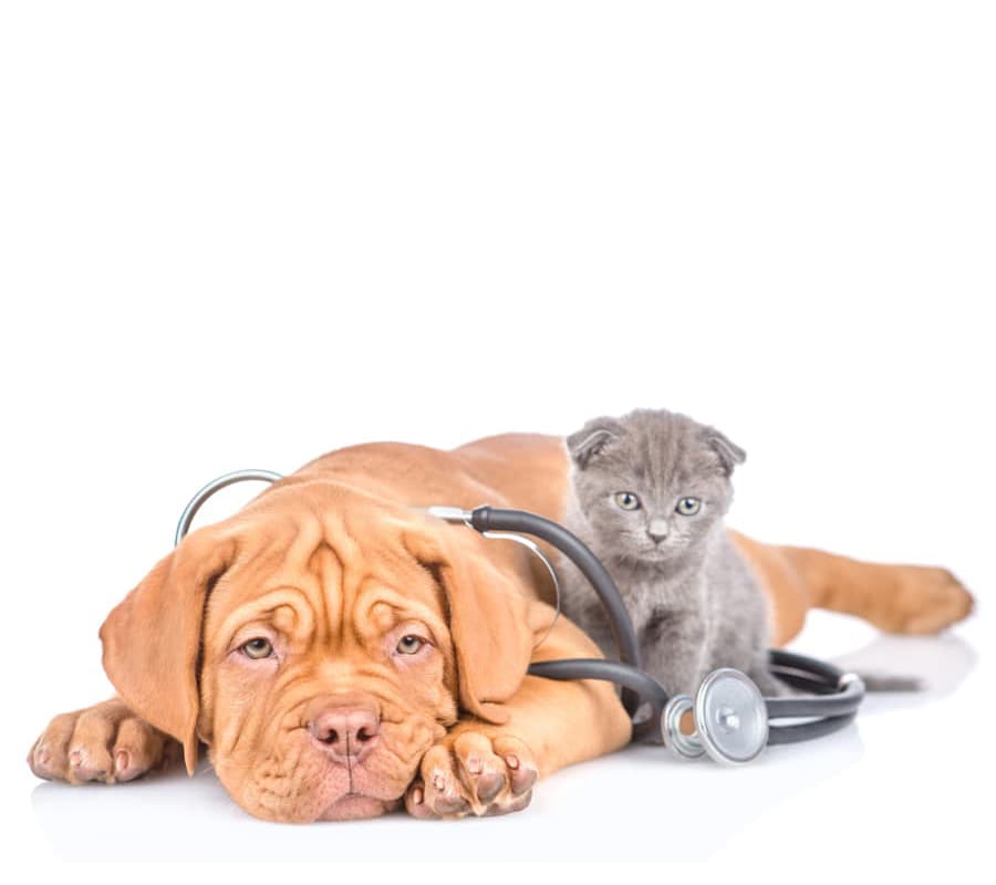 Tu centro veterinario en Neda con todo lo que tu mascota necesita
