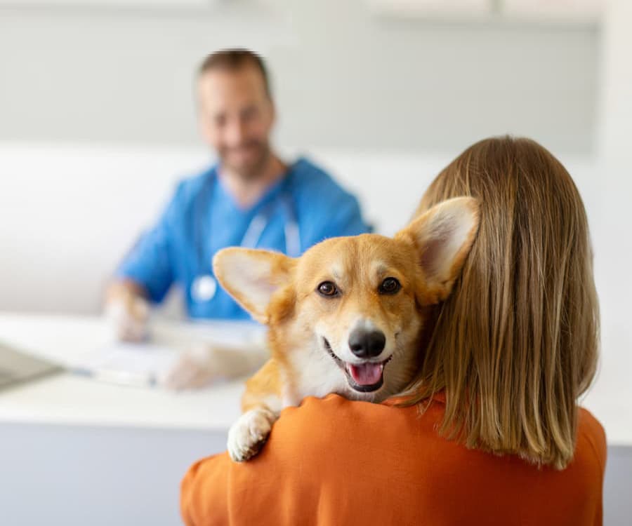 Contacta con Fauna, centro veterinario en Neda