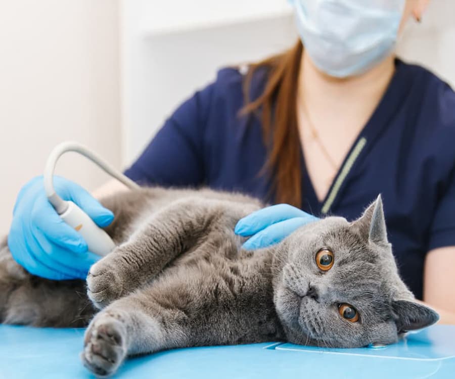 servicios veterinarios en Neda