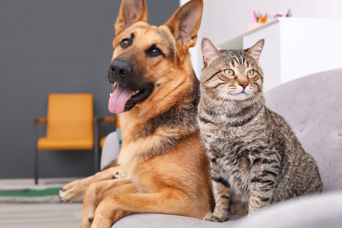 Veterinario en Neda