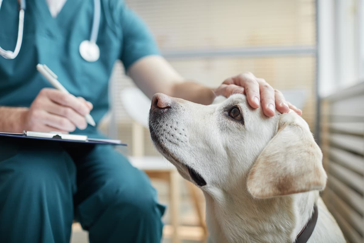 Clínica veterinaria en Neda
